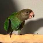 Brown headed parrot