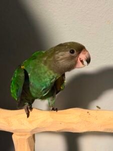 Brown headed parrot