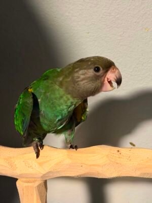 Brown headed parrot