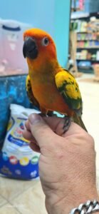 Conure Sun Normal
