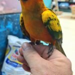Conure Sun Normal