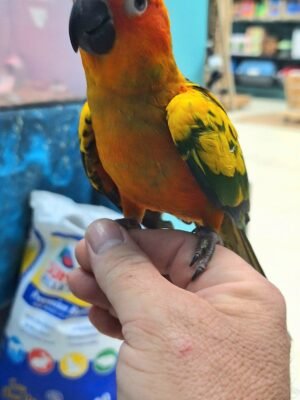 Conure Sun Normal