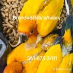 Conure Sun high yellow
