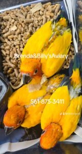 Conure Sun high yellow