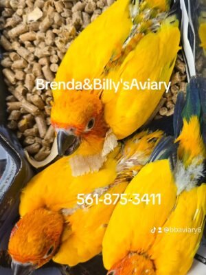 Conure Sun high yellow
