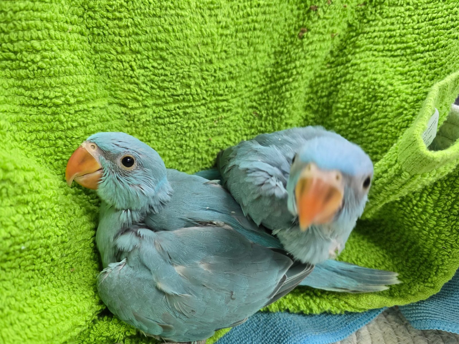 Indian Ringneck Blue aka Chatter-box parrot - Image 2