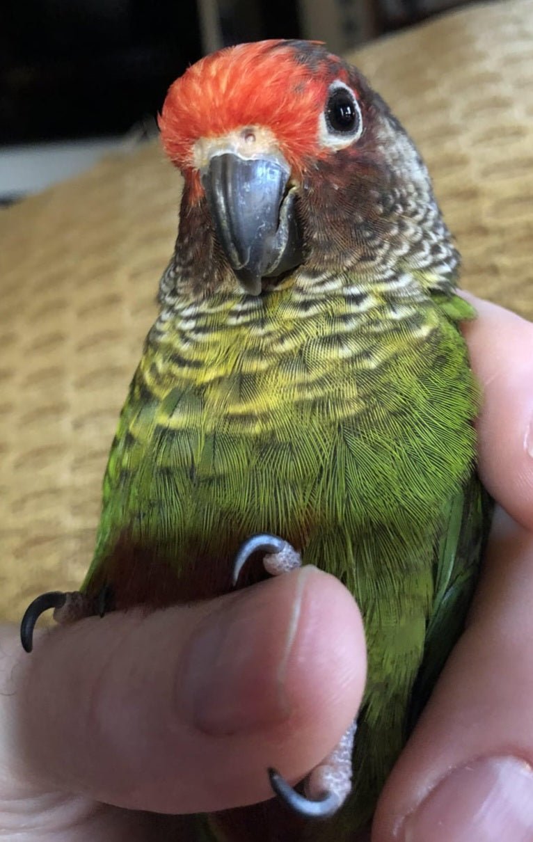 Conure Rosiefrons aka rose fronted - Image 3
